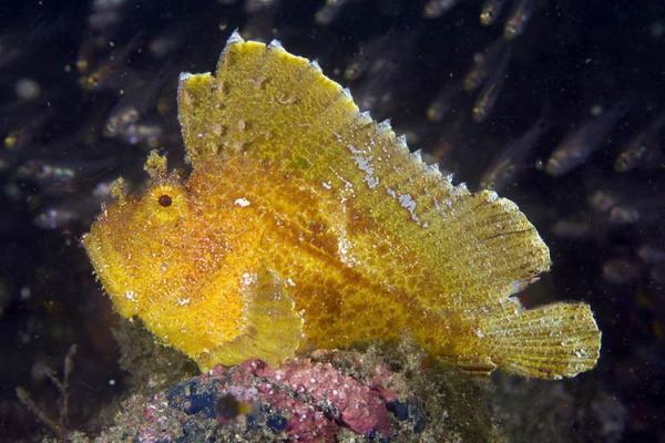Taenianotus triacanthus Schaukelfisch
